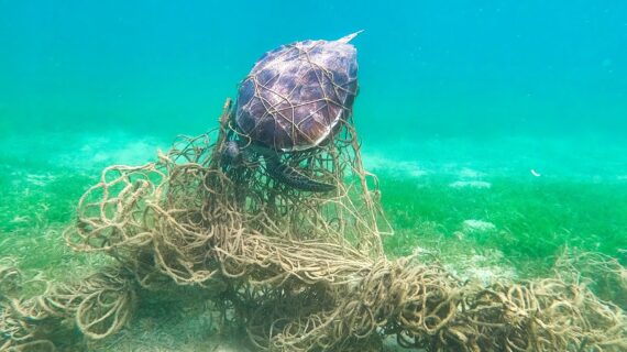 ghostnet-website-6