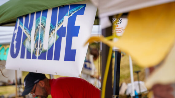 seaturtle_festival_website_23
