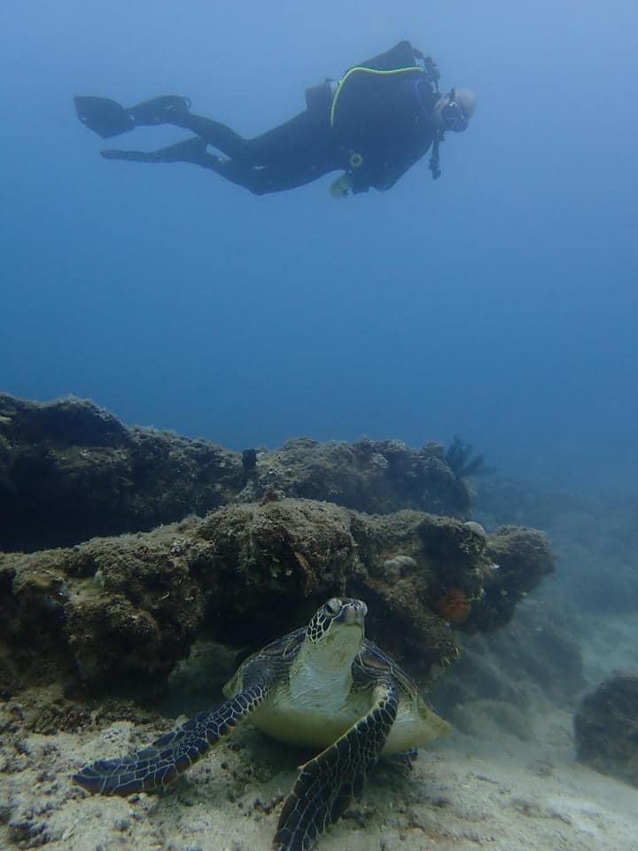 Scuba Diving and Spotting Sea Turtles