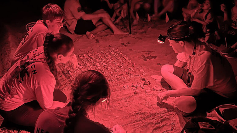 Sea Turtle Nest Excavation