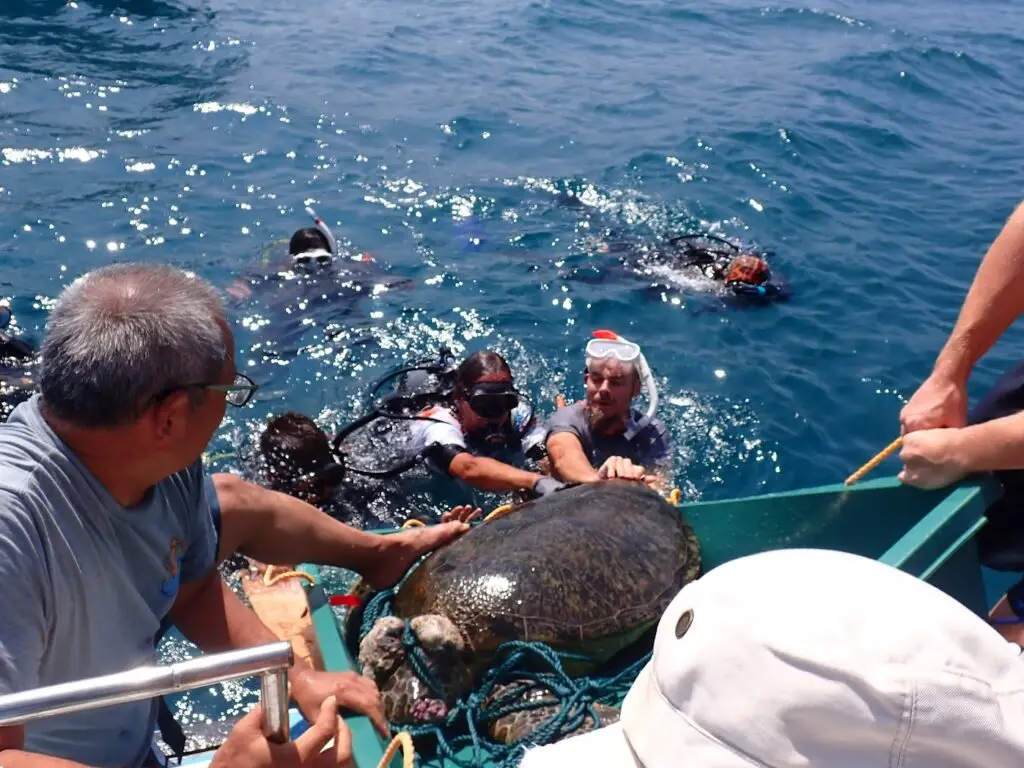 sea turtle rescue