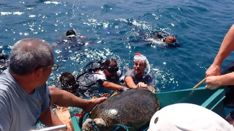 sea turtle rescue