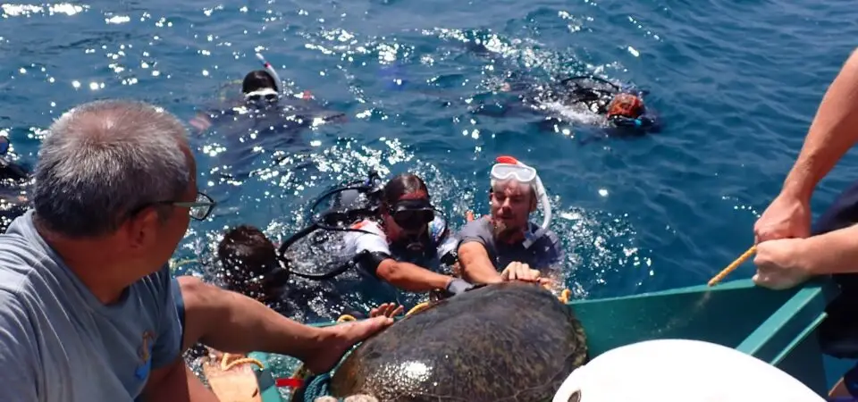 sea turtle rescue