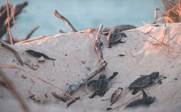 baby-turtles-chura-mura