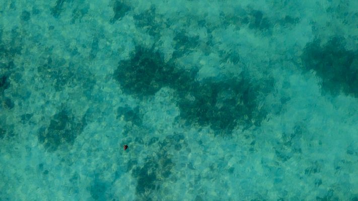 sea turtle in the ocean