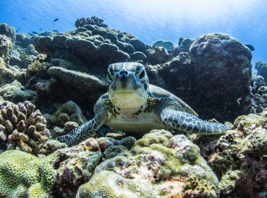Sea turtle emerging from the coral reef looking at the camera